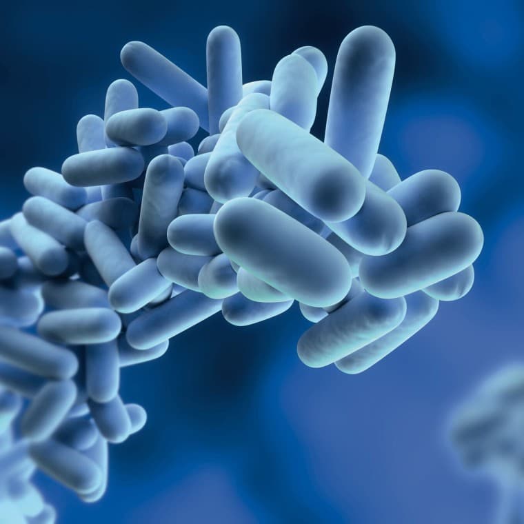 Legionella pneumophila Legionella pneumophila